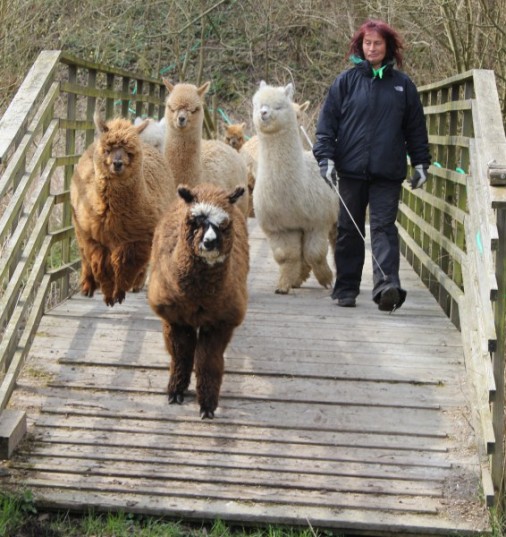 alpacka hottentotte, bello, Kajsalisa och Leo springer över bron april 2012
