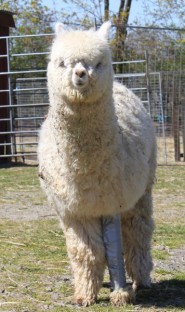 alpackan bello med gips p� sitt brutna ben
