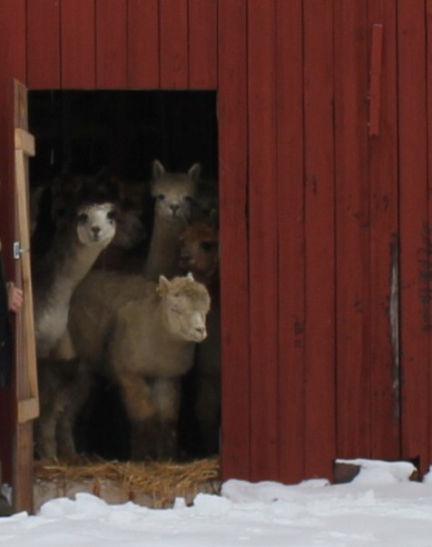 Våra alpackahingstar ser Kvarnfallet för första gången