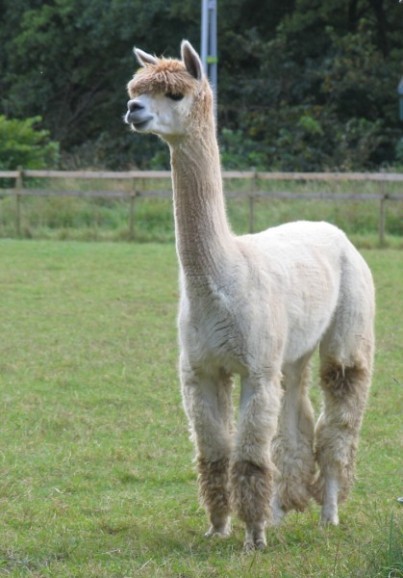 Alpackan Spring Farm Enzo