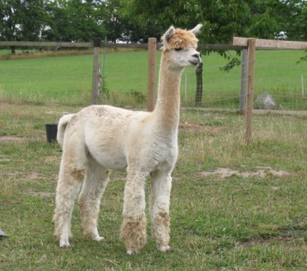 alpackan Spring Farm Enzo